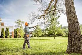 Best Tree Maintenance Programs  in South Taft, CA