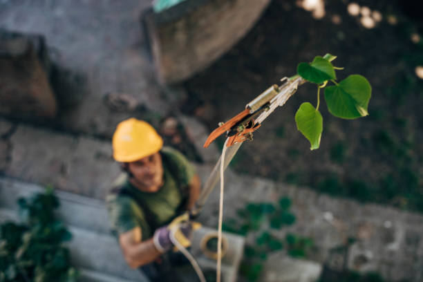 Trusted South Taft, CA Tree Removal Experts