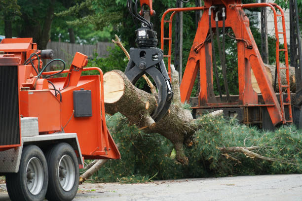 Best Weed Control  in South Taft, CA