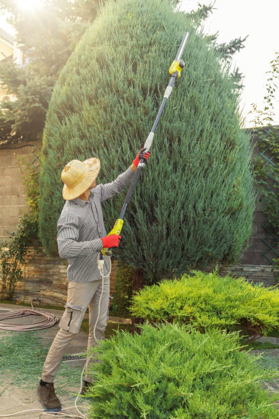 Best Palm Tree Trimming  in South Taft, CA