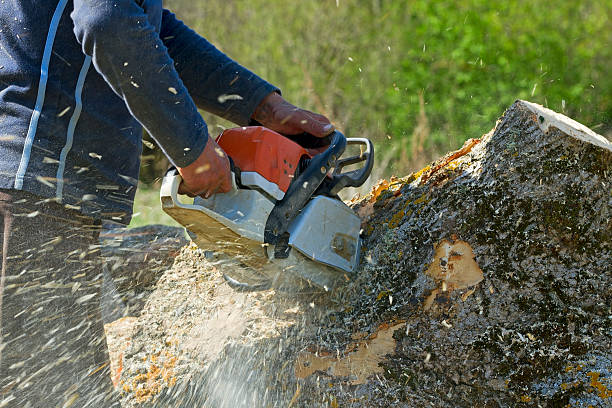 How Our Tree Care Process Works  in  South Taft, CA
